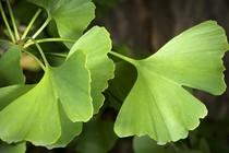 Fitoterapia ed omeopatia si : Ginkgo Biloba e stanchezza mentale.