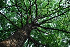 albero, legambiente, verde