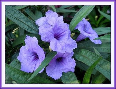 Ruellia Brittoniana