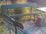 Panicum virgatum_ ottobre