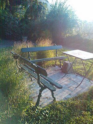 Panicum virgatum_  ottobre