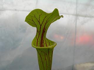 Sarracenia Flava var.ornata Stocky large lid,ANF,Fla (f46 from M.K.)