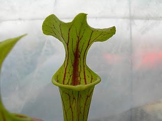 Sarracenia Flava var.ornata Stocky large lid,ANF,Fla (f46 from M.K.)