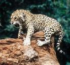 Il record del giaguaro boliviano