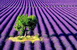 Swatch Neve Csometics: Lavender Fields