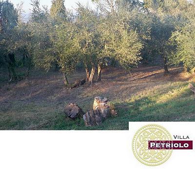 Contra non ullast oleis coltura...ma la trasformazione delle olive è un'altra storia