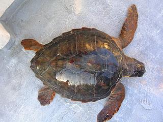 Ami circolari per salvare la Caretta caretta