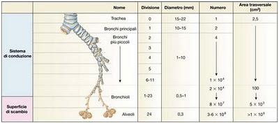 L' Apparato Respiratorio - Anatomia