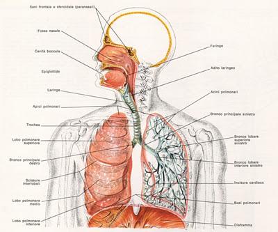 L' Apparato Respiratorio - Anatomia