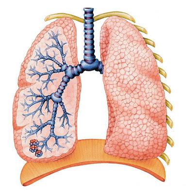 L' Apparato Respiratorio - Anatomia