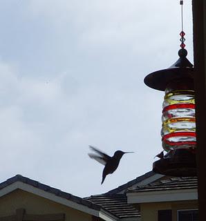 888 - la mangiatoia per i colibri'