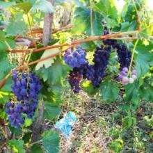 Italia, la terra dove il vino è diventato donna!