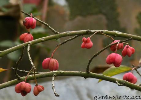 Rosso d’autunno