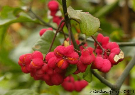 Rosso d’autunno