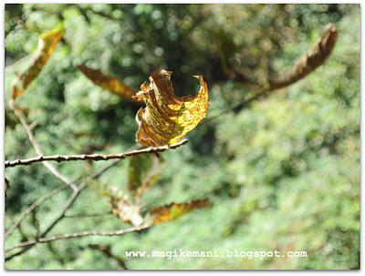 Autunno nel bosco