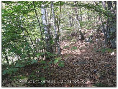 Autunno nel bosco