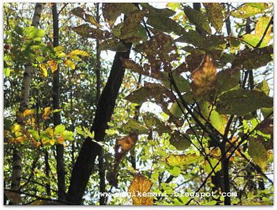 Autunno nel bosco