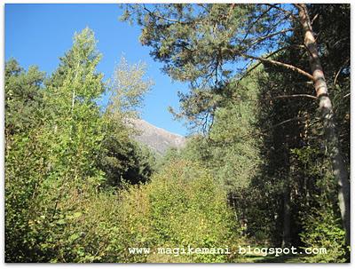 Autunno nel bosco