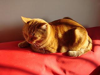 Roba da gatti: Rosso d'autunno.