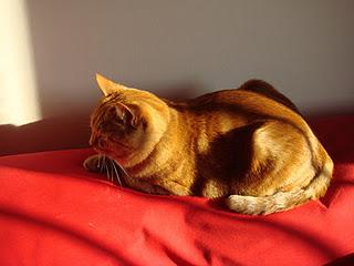 Roba da gatti: Rosso d'autunno.