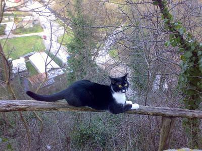 Roba da gatti: gatti pesciatini.