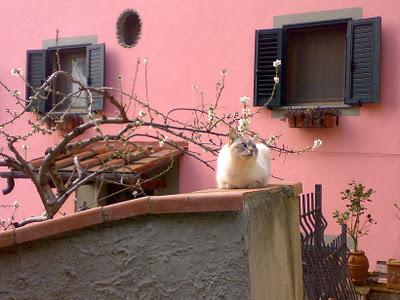 Roba da gatti: gatti pesciatini.