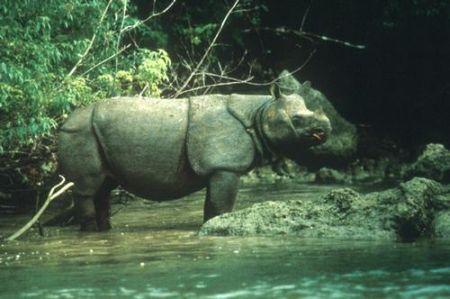 Rinoceronte di Java estinto in Vietnam