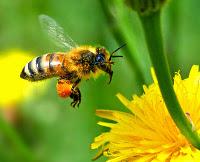 Usa. Autostrada chiusa con 20 milioni di api in fuga