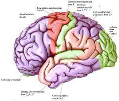 Simulazione test per allenare il cervello