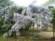 FIORI DI GELSOMINO. A grappoli, come i battiti di un...