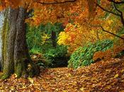 L'Autunno Pioggia