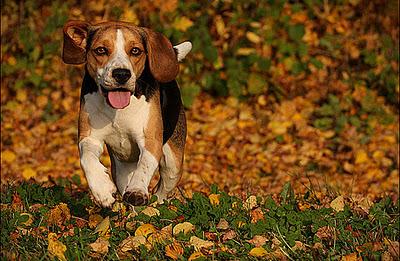 L'Autunno e la Pioggia