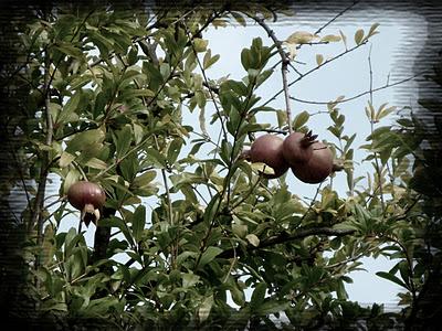 I colori dell'autunno