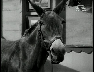 The Talking Mule