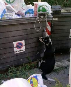 Cane impiccato vicino ai cassonetti. La città si ribella.