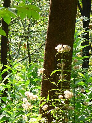 Nel bosco sfaccettature d'Autunno