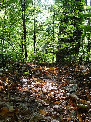 Nel bosco sfaccettature d'Autunno