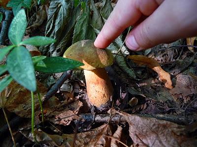 Nel bosco sfaccettature d'Autunno