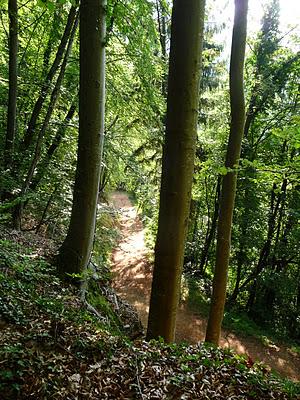 Nel bosco sfaccettature d'Autunno