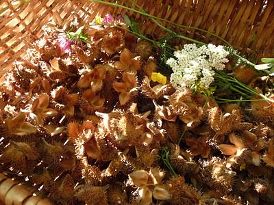 Nel bosco sfaccettature d'Autunno