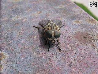 Zitti e mosca, c’è Siamo in Onda! Zitti e mosca, c’è Siamo in Onda!