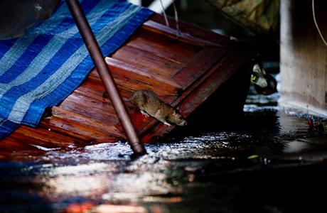 Alluvione Thailandia e Bangkok - Immagini Foto Artistiche