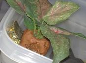 tartarughe shakespeariane