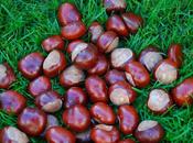 periodo castagne marroni!!! sagre ricette!