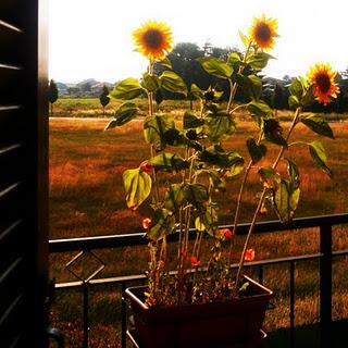 ORTO SUL BALCONE 1 giugno 2011