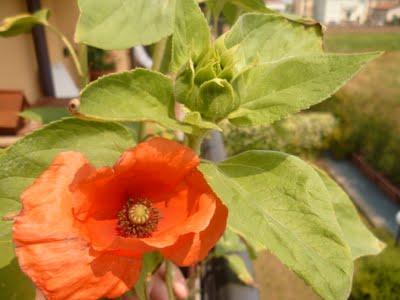 ORTO SUL BALCONE 25 maggio 2011