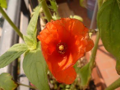 ORTO SUL BALCONE 25 maggio 2011