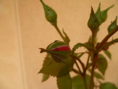 ORTO SUL BALCONE 25 maggio 2011