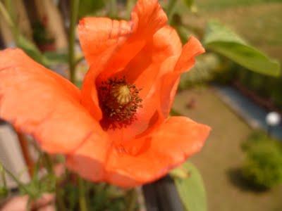 ORTO SUL BALCONE 25 maggio 2011