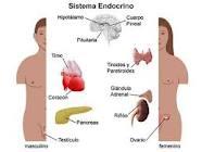 Simulazione test di endocrinologia